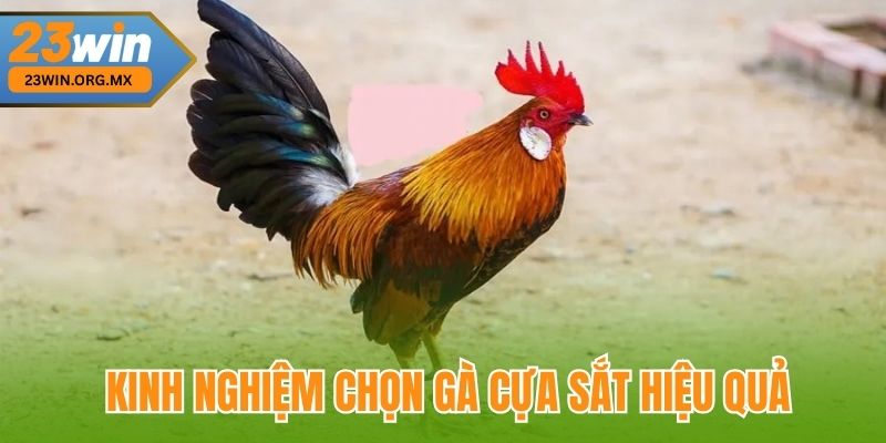 Bí Quyết Chọn Gà Cựa Sắt Đỉnh Cao Tại 23WIN, Chuẩn Xác Từng Nước Đi 3 Kinh nghiệm chọn gà cựa sắt hiệu quả