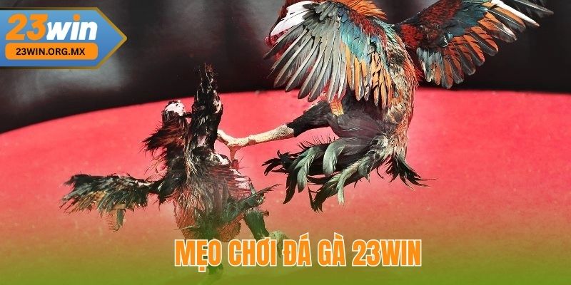 Đá Gà 23WIN 3 Mẹo Chơi Đá Gà 23WIN Để Tăng Cơ Hội Thắng Cược