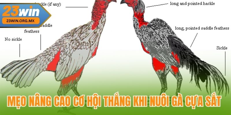 Bí Quyết Chọn Gà Cựa Sắt Đỉnh Cao Tại 23WIN, Chuẩn Xác Từng Nước Đi 4 Mẹo nâng cao cơ hội thắng khi nuôi gà cựa sắt