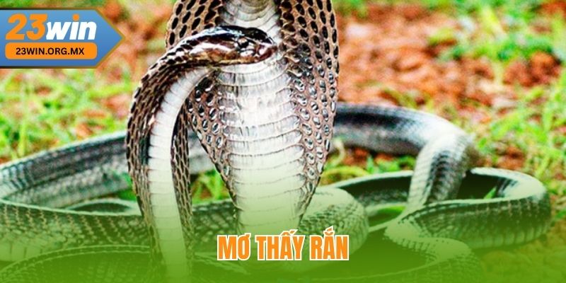 Mơ Thấy Rắn