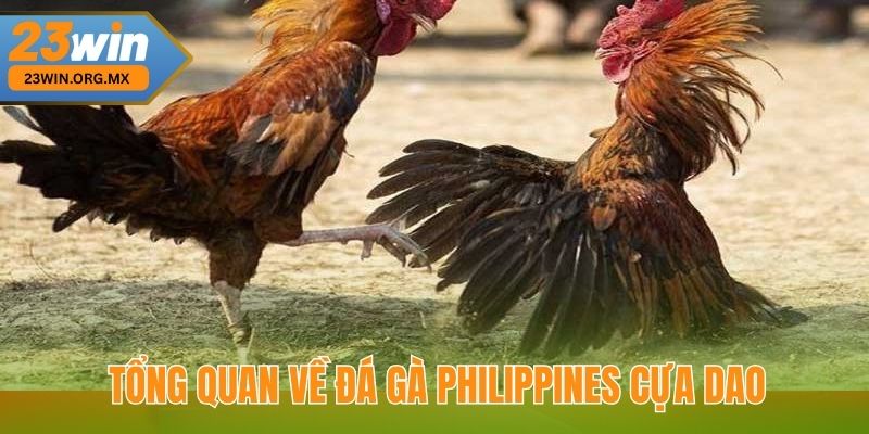 Đá Gà Philippines Cựa Dao: Chiến Thuật Đỉnh Cao Để Chiến Thắng 2 Tổng quan về đá gà Philippines cựa dao tại 23Win