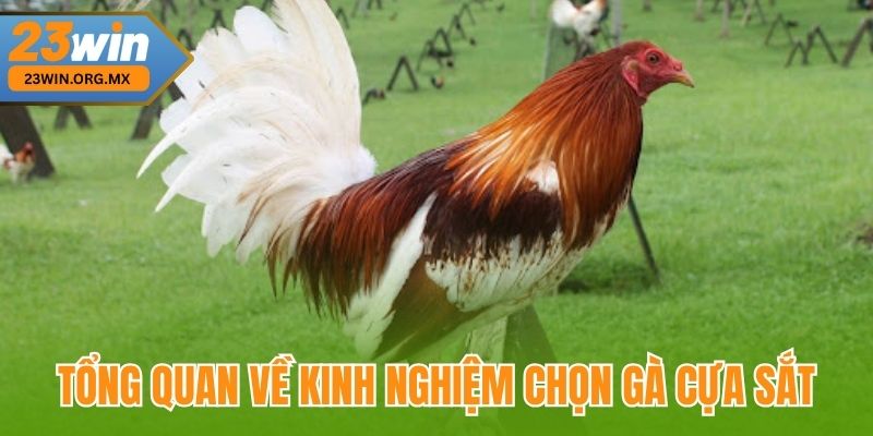 Bí Quyết Chọn Gà Cựa Sắt Đỉnh Cao Tại 23WIN, Chuẩn Xác Từng Nước Đi 2 Tổng quan về kinh nghiệm chọn gà cựa sắt tại 23WIN